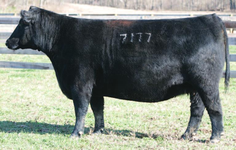 BUYER S CHOICE PREGNANCY h BCII SHOW CATTLE The dam of the Lots 12A and 12B buyer s choice heifer calf pregnancies, Lucy 7177, topped the LaGrand Dispersion at $18,000 in April 2012.