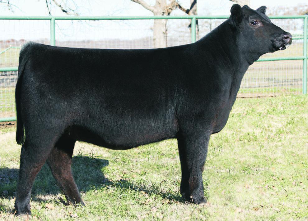 2013 OPEN HEIFER h KB CATTLE COMPANY 22 #EXAR Lutton 1831 +K B Max Out 819 4 J Lady VRD Maxine 3610 +S A V Wall Street 7091 +KB Princess 5464 0353 +EXAR Princess 5464 KB PRINCESS MX 3353 dob: 6.11.