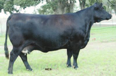 Princess 1012 KB Cattle Company, Wills Point, TX S: +1.3 +59 +88 +28 +.14 +.06 +40.20 +27.92 +10.11 +73.65 D: I+4.5 I+54 I+93 I+26 I+.51 I+.21 +27.30 +36.83 +29.57 +70.76 Sells open.