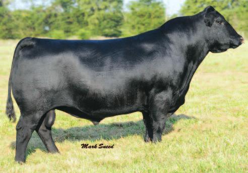 A maternal sister to these embryos sold for $5,800 to Trent Ray in the 2011 Denim and Diamonds Sale.