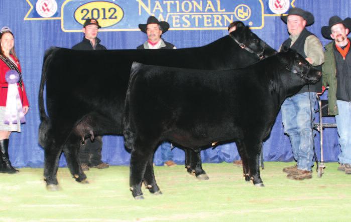 PRIMROSE EMBRYOS h NORTH CAMP ANGUS RANCH LAFLINS PRIMROSE 8153 Dam of Lots 25A 25B embryos The dam of the embryo matings selling as Lots 25A and 25B, Laflins Primrose 8153, was named the Grand