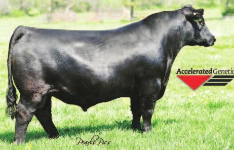 This moderate framed, powerfully constructed donor female possesses flawless udder structure and produces a standout calf every year.