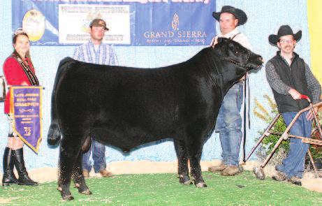 1102, who was the calf at side when 8153 was named Grand Champion Cow/Calf Pair at the 2012 National Western Stock Show.