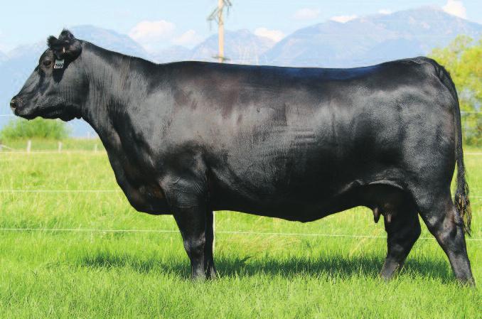 EMBRYO PACKAGES h UPCHURCH ANGUS CATTLE 27 PAXTON DIXIE ERICA 744P +O C C Focus 813F O C C Paxton 730P O C C Blackbird 736K #+O C C Great Plains 943G +O C C Dixie Erica 744P O C C Dixie Erica 903E