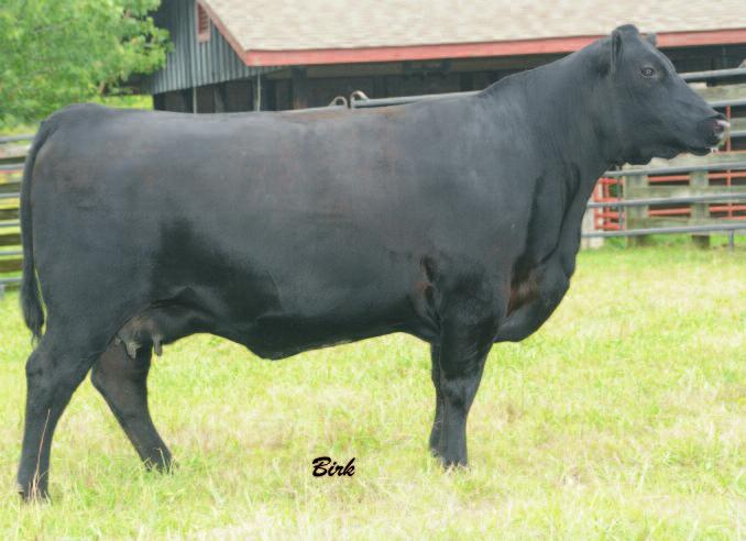 Cattle, Lineville, AL S: 0.7 +46 +74 +14 +.44 +.87 +52.69 +16.84 +37.55 +51.09 D: +1.0 +41 +76 +20 I.02 I+.98 +30.30 +21.65 +15.12 +60.47 Selling a package of three.