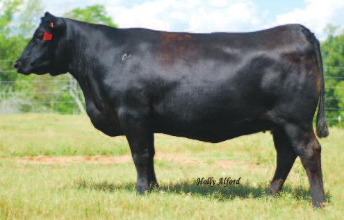 EMBRYO PACKAGES h UPCHURCH ANGUS CATTLE 29 RIGHT TIME BLACKBIRD 9597 #N Bar Emulation EXT #+Leachman Right Time Leachman Erica 0025 O C C Missing Link 830M Akers Blackbird 9597 O C C Blackbird 736K