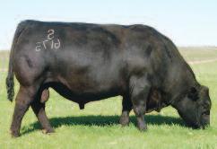 This mating couples the $160,000 Leachman Right Time with Akers Blackbird 9597, who is a maternal sister to OCC Paxton and sired by OCC Missing Link.