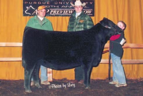 EMBRYO PACKAGES h PATTON FAMILY CATTLE BLACK ACE ZOE 706 Dam of Lots 32A 32B embryos The dam of the Lot 32A and 32B embryos had a great show career that included being named Champion Female at the