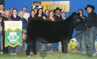 This mating produced an exceptional flush of heifers that was well received in the 2013 Partners for Performance Female Sale, selling for $34,000 to Garrett Coffland, Blairstown, IA; $20,000 to Dylan