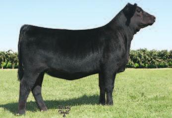 This year s show heifer offering at Express Ranches Big Event was topped by a First Class daughter at $150,000. Flush sisters to this heifer pregnancy brought $25,000 and $27,000 in that same sale.