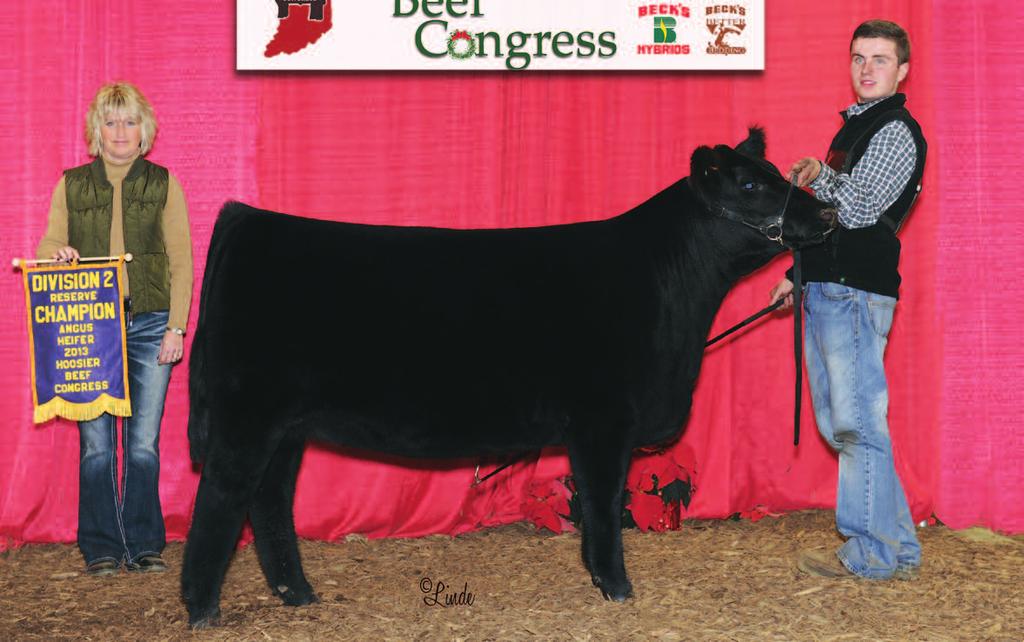 2013 OPEN HEIFER h PATTON FAMILY CATTLE 4 SK PATTON CAF POLLY 315 dob: 3.17.