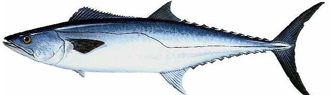 King Mackerel Family Scombridae, MACKERELS and TUNAS Scomberomorous cavalla Description: color of back iridescent bluish green; sides silvery, streamlined body with tapered head; no black pigment on