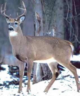 Deer General White-tailed Deer Regulations Information for All Deer Hunters Licence fees can be found on page 12.