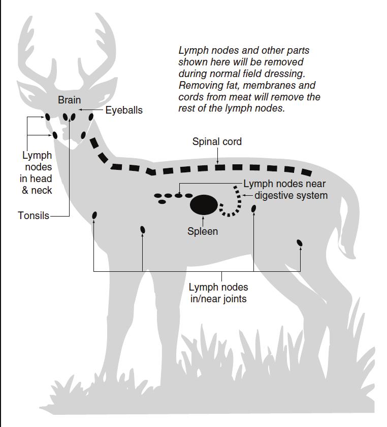 Use designated or disposable equipment to process and transport your deer, and minimize contact with the brain, spinal cord, spleen and lymph nodes.