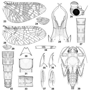 302 J. G. Peters, E. Domínguez and A. Currea Dereser Figures 23 39. Miroculis nebulosus Savage. Figs.