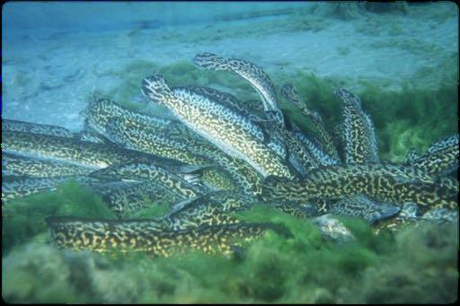 Kootenai River Burbot Freshwater Cod Circumpolar in distribution