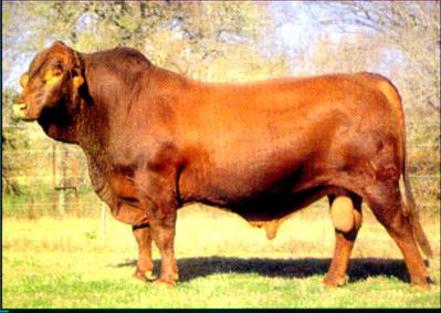 BLUP helps selecting between old and young bulls EBVs can be compared directly over age classes Selection