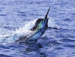 The FADs were deployed in December and had fish on them within days, as the season progressed the mahi mahi grew considerably, by August the average size was around