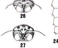 290 Steven K. Burian, Beth I. Swartz and Philip C. Wick Figures 22 25. Epeorus frisoni, E. fragilis, and E. vitreus larva. 22 Head and thorax outline of E. frisoni (dorsal view).