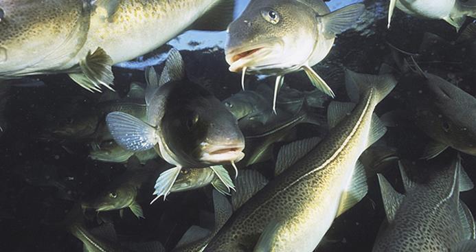 Norwegian fisheries and aquaculture