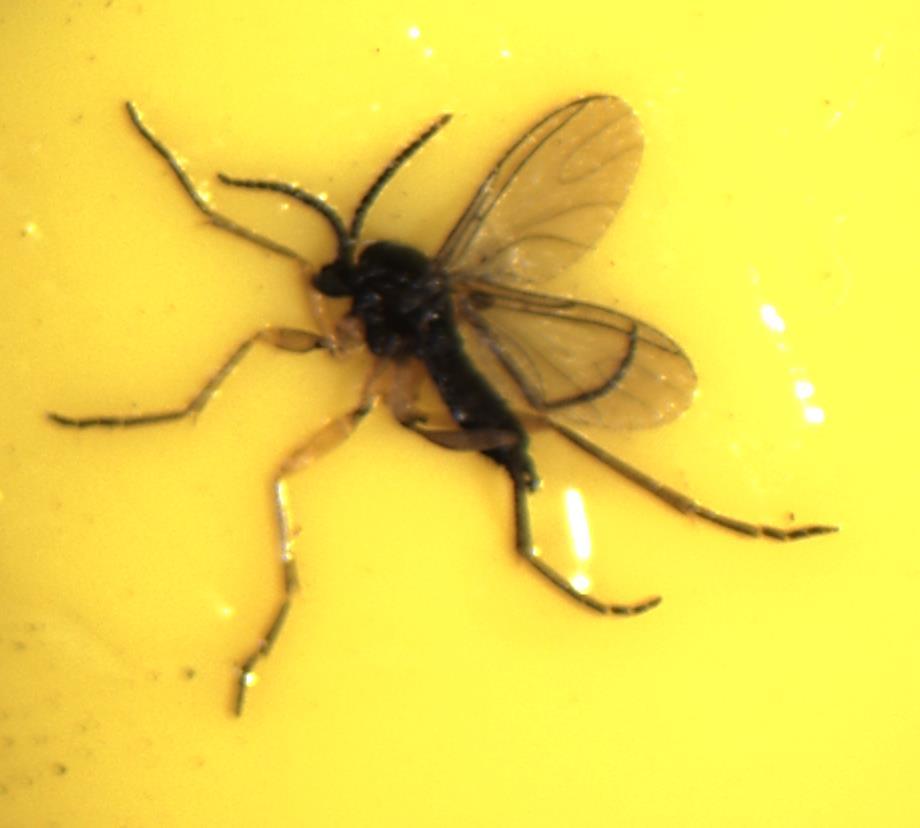 Adult Fungus Gnat Look for distinct Y-shaped