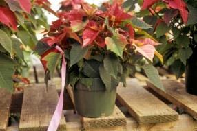 Pest Infested Indicator Plants Poinsettia plant tagged as pest