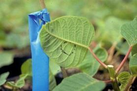 Pest Infested Indictor Plants Can be used to track whitefly