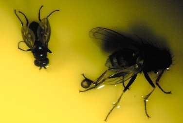 This shows the size comparison between a shore fly on the left and hunter fly on the right.