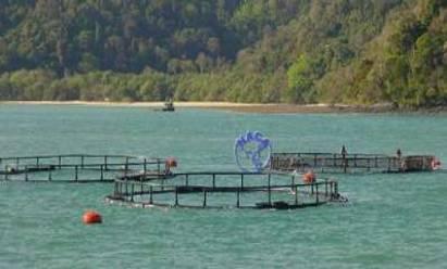 Phát triển nuôi cá thương phẩm Nuôi cá nước lợ truyền thống đã được thực hiện từ lâu ở nhiều quốc gia với mô hình nuôi cá măng và cá đối quảng canh cải tiến.