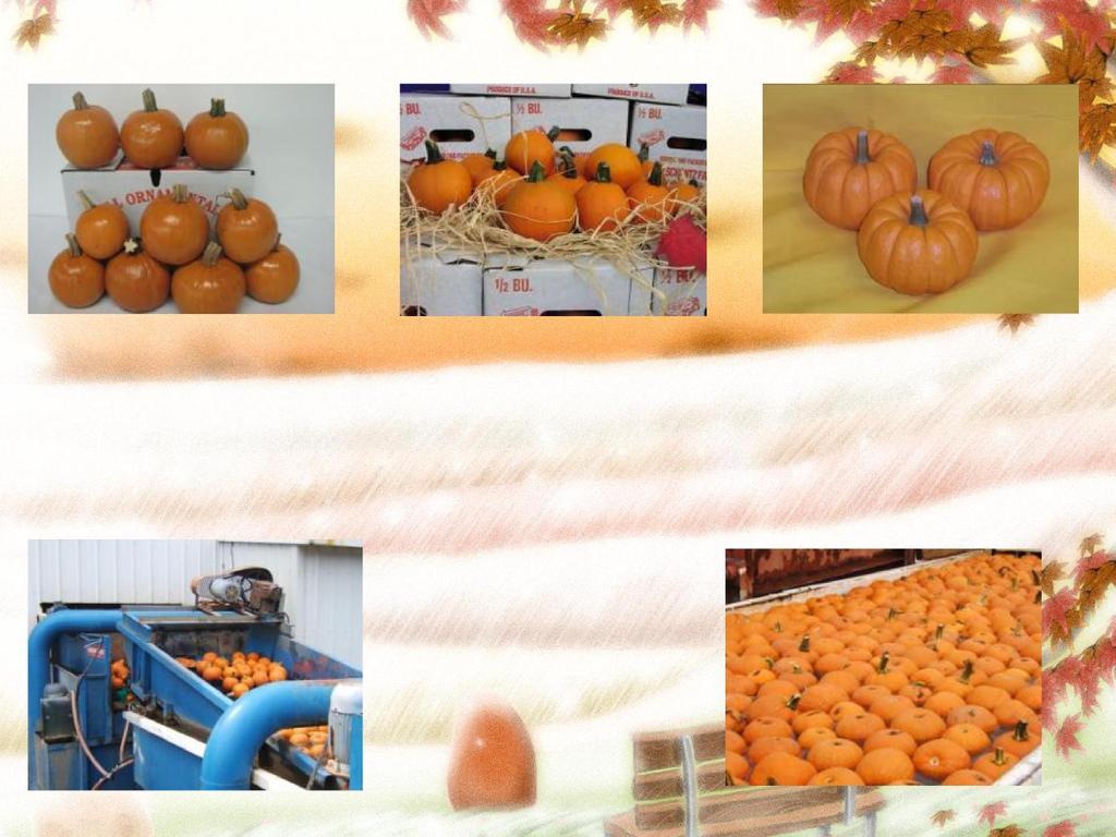 FALL ORNAMENTALS BOXED Pie Pumpkins: The popular Spooky or Pie Pumpkin size, 3-4 lbs. average, comes packed 12-14 per 1 1/9 bushel box. Pumpkin Littles: Mini pumpkins Weighing in at 12 ounces, and 2.