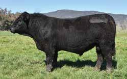 G A R US PREMIUM BEEF GW PREMIUM BEEF 021TS GW MISS LUCKY CHARM 410P GW PREDESTINED 701T GW MISS GPRD 217X GW MISS LUCKY ONE 517R COMPOSITE REFERENCE SIRES GW WOLFPACK 712A Born: 2/06/13 Color: BLACK