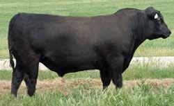 His carcase figures represent top 15% marbling and top 35% rib eye area. With profit indexes of top 4% for API and top 15% for TI. His calves are thick and attractive.