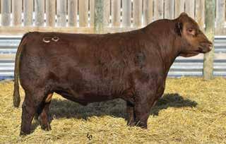 WS BEEF MAKER R13 WS BEEF KING W107 WS MISS DREAMBOAT T17 TNT TOP GUN R244 CDI MS TOP GUN 5U HILLS CHIEF RED DEM 464 COMPOSITE REFERENCE SIRES CDI RIMROCK 325Z Born: 10/05/12 Color: RED Breed: