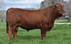 1 WS BEEF MAKER R13 Born: 6/02/05 Color: RED Breed: SIMMENTAL NICHOLS LEGACY G151 HOOKS SHEAR FORCE 38K C & D TRACY A standout, highly proven Red Simmental bull that delivers the lot.