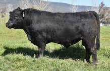 His pedigree combines some of the best bulls we have used in our program - G Force and Paramount; both leading curve bending bulls.