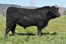 He is from one of the high priced females bought at the St Paul s dispersal, by the Australian leading sire Webb Bettis H026.