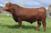 RED COMPOSITE BULLS Lot 13 ABC L803 Born: 19/08/15 Brand: L803 Colour: RED HOOKS TRINITY 9T LEACHMAN CADILLAC L025A REMPE STABILIZER YD0 SPRY S TRUE BLUE Y033 ABC B1160 ABC X152 L803 is a thick,