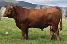 His 8 year old dam has produced a calf every year within a 9 day period; hybrid fertlity you can depend on.