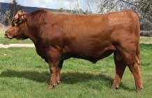 His carcase numbers show good marbling and top 15% for higher back fat. We suggest this growth bull to be used only on mature polled cows, as he does carry a horned gene. 6.5 2.5 75.9 107.