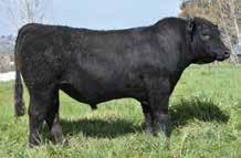 The low birth weight and high calving ease predict that L682 could be used on heifers, but he is still a bull with great profit indexes that should provide a good economic gain for his new owners. 15.