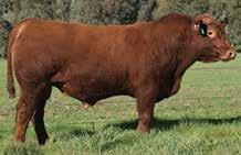 RED COMPOSITE BULLS Lot 30 ABC L1044 Born: 6/09/15 Brand: L1044 Colour: RED WS BEEF MAKER R13 ABC H914 ABC B1111 BB U245L REON 2 ABC E52 ABC Y1188 L1044 is a thick, heavy son of Hammo H914, with good