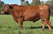 An attractive calf that is genetically tested to be 100% dehorner. 11.5-0.1 57.3 76.2 8.4 10.5 39.1 14.7-0.16 0.38-0.019 0.41 126.1 66.