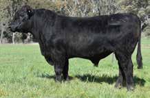 m Angus bulls in the U.S. This bull from a Balancer heifer combines calving ease with growth and carcase. He stacks a lot of weight into a moderate frame, a real modern beef bull.