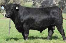 BLACK COMPOSITE BULLS Lot 44 ABC L831 Born: 20/08/15 Brand: L831 Colour: BLACK G A R INGENUITY 5050 RENNYLEA J138 RENNYLEA C490 This bull is again by the Rennylea sire, and is another great carcase