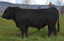 10% and good REA. L1087 has a top 20% API and top 10% Terrminal Index. This is a growth bull with profit. He is genetically tested homozygous polled and black.
