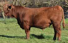 RED COMPOSITE BULLS Lot 49 ABC L856 Born: 22/08/15 Brand: L856 Colour: RED HOOKS TRINITY 9T LEACHMAN CADILLAC L025A REMPE STABILIZER YD0 HC HUMMER 12M ABC D1123 ABC A1422 This thick, heavy Cadillac