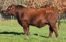 His strong figures suggest he will be pretty good at returning more income to his new owners. He is genetically tested to be a 100% dehorner. 16.3-2.6 62.8 89.1 5.2 19.3 50.7 18.8-0.06 0.56 0.002 0.