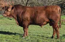 RED COMPOSITE BULLS Lot 52 ABC L975 Born: 29/08/15 Brand: L975 Colour: RED WS BEEF MAKER R13 ABC H914 ABC B1111 HICKS XPO C507 ABC F1338 ABC D1322 This is one of our Hammo H914 sons.