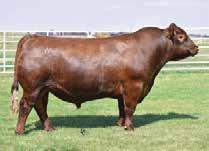 RED RED ANGUS COMPOSITE REFERENCE BULLS SIRES HXC BIG IRON 0024X Born: 28/01/10 Tattoo: 0024X Reg No: USAM1378526 BECKTON NEBULA M045 BECKTON NEBULA P P707 BECKTON LANA M809 RED BASIN TRENDSETTER