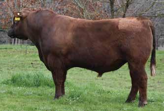RED ANGUS BULLS Lot 61 HICKS NEW DIRECTION L75 Born: 29/08/15 Tattoo: L75 Reg No: HRAL75 ANDRAS IN FOCUS B152 ANDRAS NEW DIRECTION R240 ANDRAS KURUBA B111 Another attractive son of our new sire